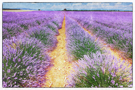 vintage fresco style of the lavender field landscapeの写真素材