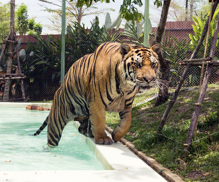 Tiger coming out of the poolの写真素材