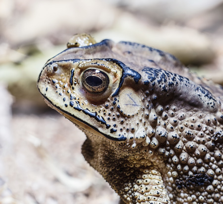 close-up photo of the Duttaphrynus melanostictus Asia toadの写真素材