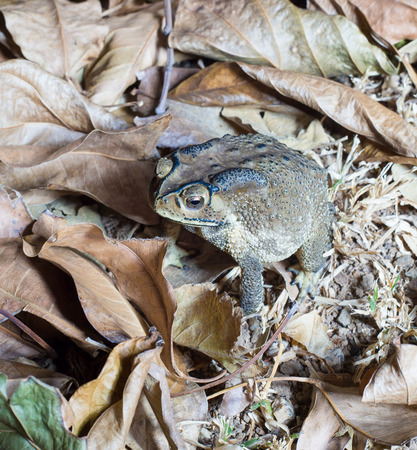 close-up photo of the Duttaphrynus melanostictus Asia toadの写真素材