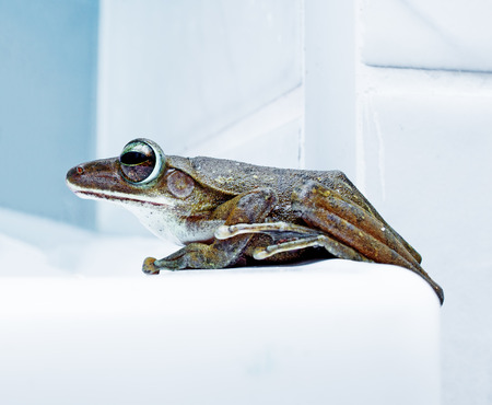 close-up  portrait of the frog (Shrub frog, Moss frog, Polypedates leucomystax). Beautiful DOF photo effectの写真素材