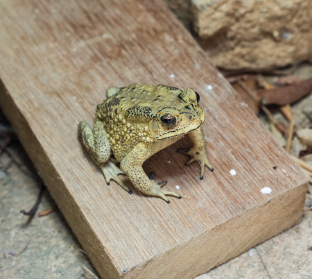 close-up photo of the Duttaphrynus melanostictus Asia toadの写真素材