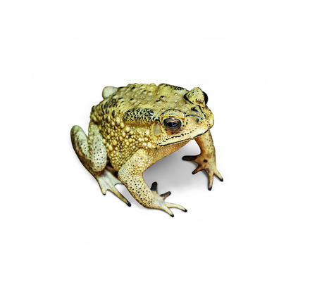 close-up photo of the Duttaphrynus melanostictus Asia toad isolatedの写真素材