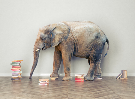 an elephant  in the room with booksl. Creative conceptの写真素材