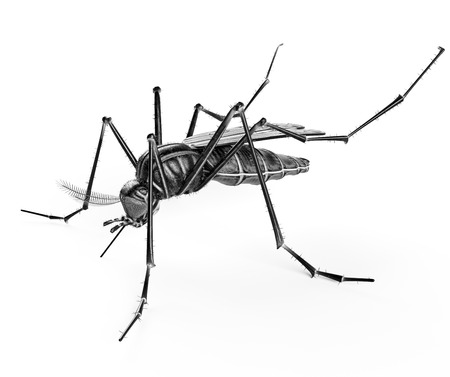 Black isolated mosquito. 3d renderingの写真素材