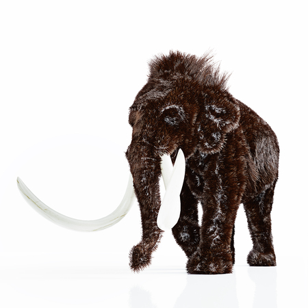 The mammoth isolated. 3d renderingの写真素材