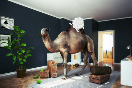 Camel in the room.の写真素材