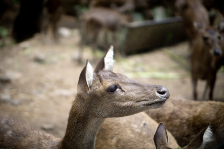 closeup little deer head eating feeds from human. zoo animalの写真素材