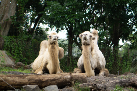 two mature camel yawning in h=the middle of tropical zooの写真素材