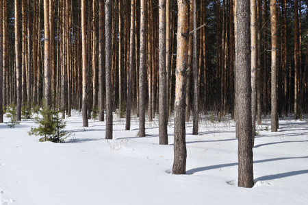 View of pine forest edge on sunny winter day