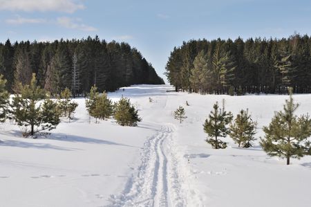 View of winter coniferous forest with ski track, Russiaの写真素材
