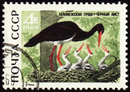 USSR - CIRCA 1969: stamp printed in the USSR, shows Black stork with nestling, series Animals from Bialowieza Forest Reserve, circa 1969の写真素材