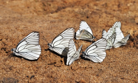 Set of white butterflies sitting on the groundの写真素材