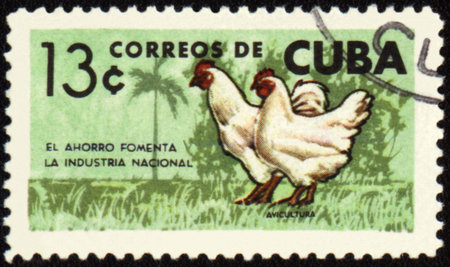 CUBA - CIRCA 1960s: stamp printed in Cuba shows rooster and hen, circa 1960sの写真素材
