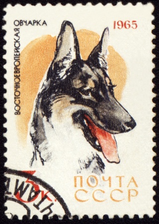 USSR - CIRCA 1965: stamp printed in USSR shows Alsatian dogs, series "Dogs", circa 1965の写真素材