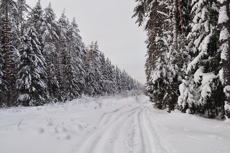 Trails in the snow-covered winter forest, Russiaのeditorial素材