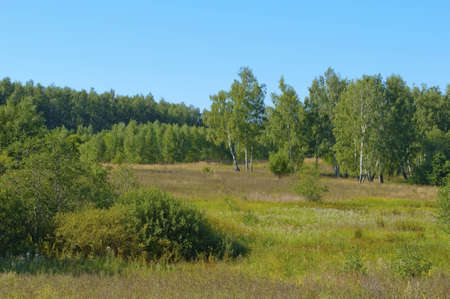 Glade in the forest, sunny summer dayの写真素材