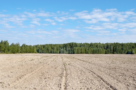 Arable land at forest background, sunny summer dayの写真素材