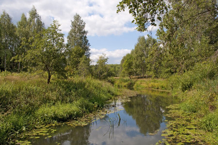 Small quiet river in forest, summer time