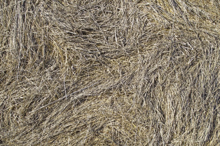 Close up of dry hay background