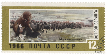 USSR - CIRCA 1966  A post stamp printed in USSR shows fur seals on Bering Island, series  Landscapes...