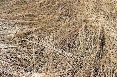 Close up of lying dry grass backgroundの写真素材