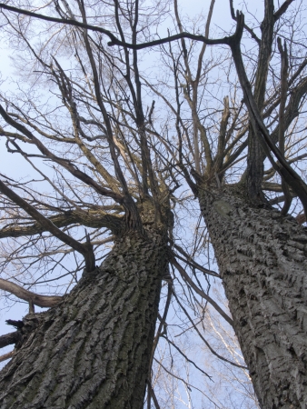 Two old knotty tree trunks in winter parkの写真素材