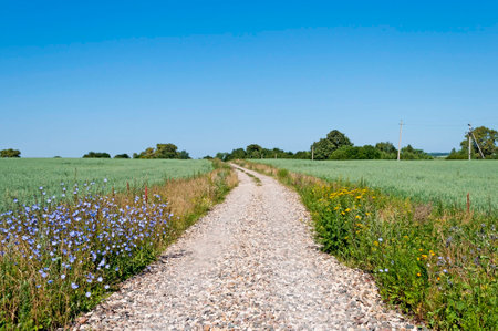 Gravel road between green fields, sunny summer dayの写真素材