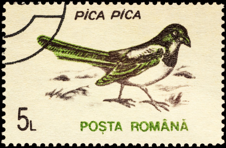 MOSCOW, RUSSIA - FEBRUARY 20, 2016: A stamp printed in Romania shows Eurasian magpie or common magpie (Pica pica), series "Birds", circa 1993のeditorial素材