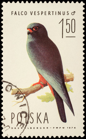 MOSCOW, RUSSIA - JANUARY 22, 2016: A stamp printed in Poland shows red-footed falcon (Falco vespertinus), series "Falcons", circa 1974のeditorial素材