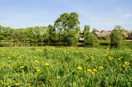 Meadow with yellow dandelions on the shore of the pond, sunny spring day