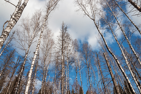 Bare birch trunks on blue sky background in spring forestの写真素材