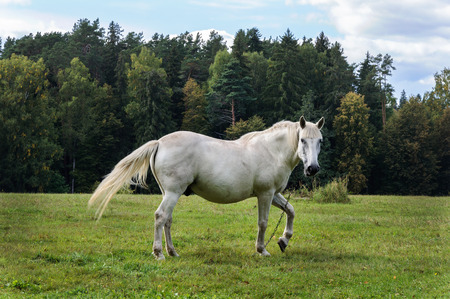 White horse is grazing in a meadow near the village of Mikhailovskoye, Pushkinsky Reserve, Russiaの写真素材