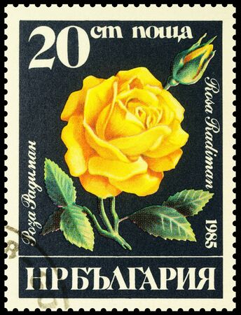 Moscow, Russia - January 03, 2020: stamp printed in Bulgaria shows yellow rose "Radiman" on black background, series "Flowers - Roses", circa 1985のeditorial素材