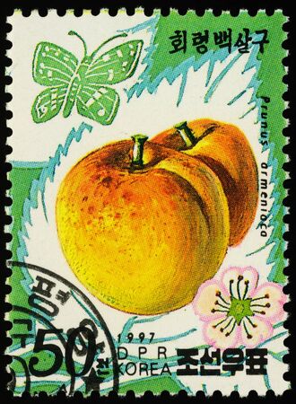 Moscow, Russia - January 08, 2020: stamp printed in DPRK (North Korea) shows apricots (Prunus armeniaca), series "Fruits - Apricots", circa 1997のeditorial素材