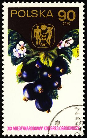 Moscow, Russia - January 28, 2020: stamp printed in Poland shows black currant (Ribes nigrum), circa 1974のeditorial素材