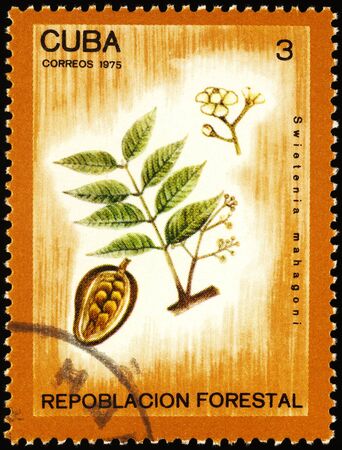 Moscow, Russia - February 07, 2020: stamp printed in Cuba shows branch of small-leaved mahogany, or American mahogany, or Cuban mahogany, (Swietonia mahagoni), series "Reafforestation", circa 1975のeditorial素材