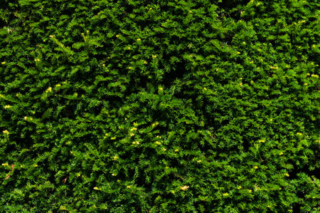 Close up of green coniferous branches with new sproutsの写真素材