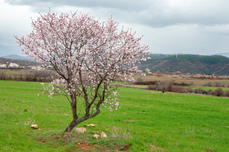 Single blooming tree, green fields in springtime near Blagoevgrad, Bulgariaの写真素材