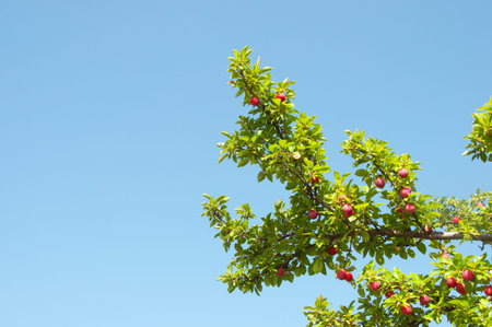 Cherry plum, branch with red fruits on blue sky background