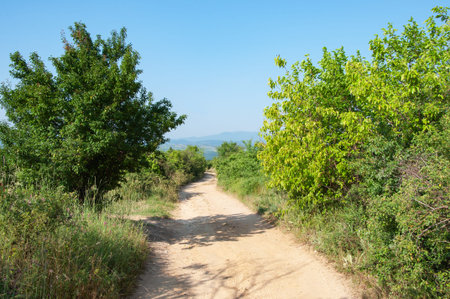 Country landscape, dirt road between the green trees, summertime. Blagoevgrad region, Bulgaria