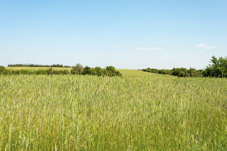 Rural landscape, large green fields, summertime. Blagoevgrad region, Southern Bulgaria