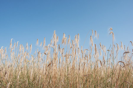 Ripe yellow ears of wheat in the field on blue sky backgroundの写真素材