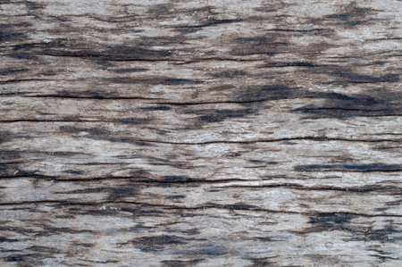 Texture of old weathered cracked wooden board with black spots