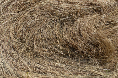 Texture of yellow dry hay on the meadow