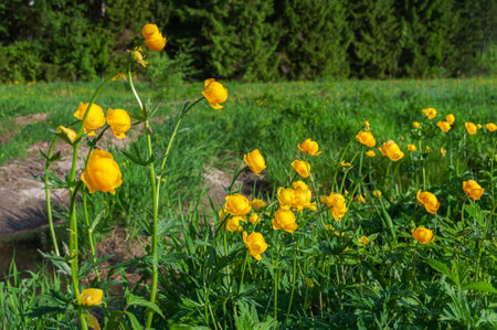 Trollius europaeus, blooming flowers at forest edgeの写真素材