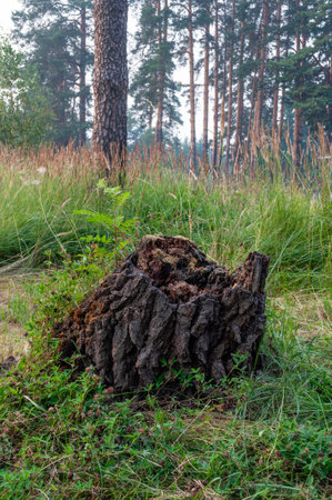 Large half-rotten stump among green grass on the edge of a pine forestの写真素材