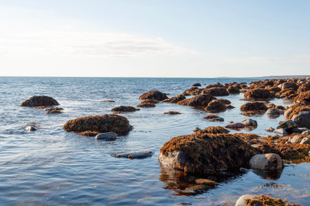 Large boulders at the seashore covered with seaweed, sunset. Barents Sea, Rybachy Peninsula,...