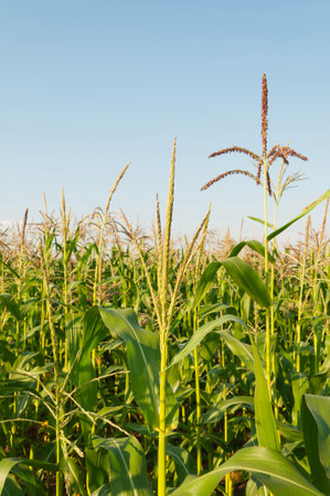 Field with young corn stalks, flowering corn brooms on a blue sky backgroundの写真素材
