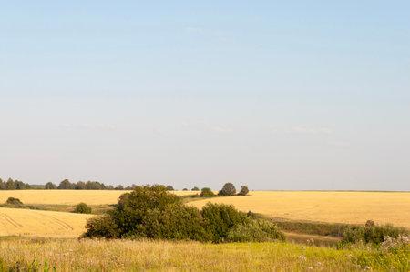 Hilly rural landscape, yellow fields, some groups of trees, summer dayの写真素材